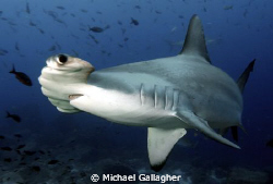 Hammerhead, Galapagos, up close! by Michael Gallagher 